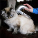 Pet Vacuum Grooming Tool